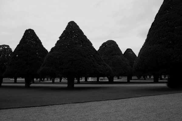 Hampton Trees - click for previous