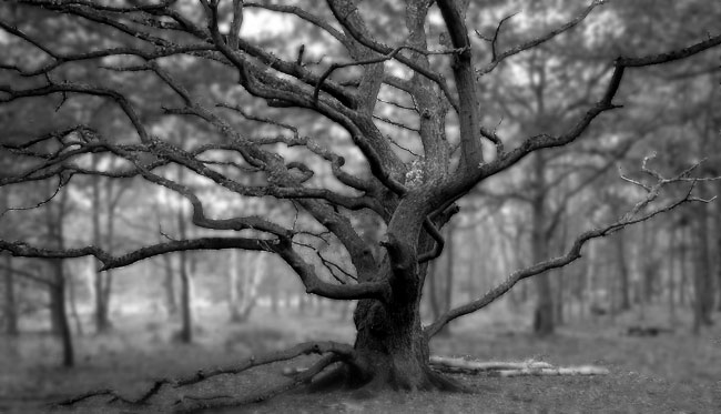 Wicked Tree - click for previous