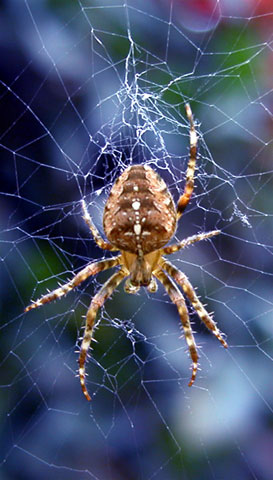7 Legs - click for previous