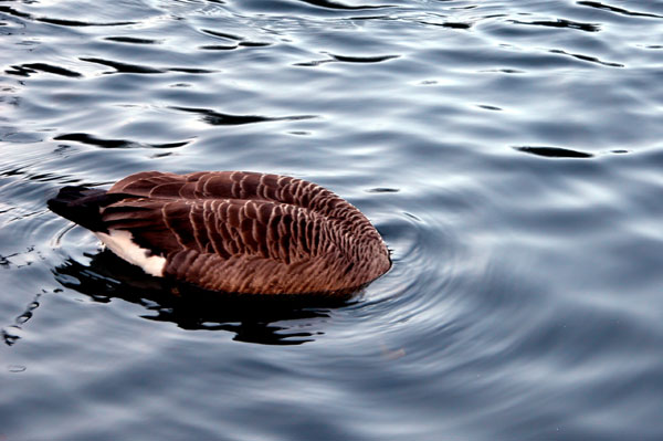 Duck Ass - click for previous