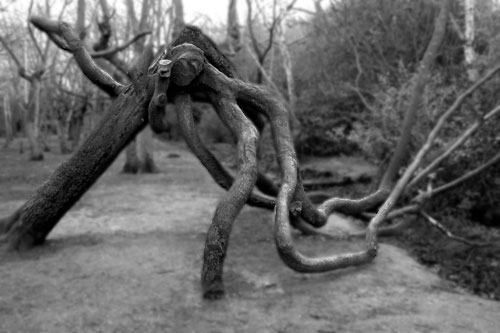 It Grows Still - click for previous