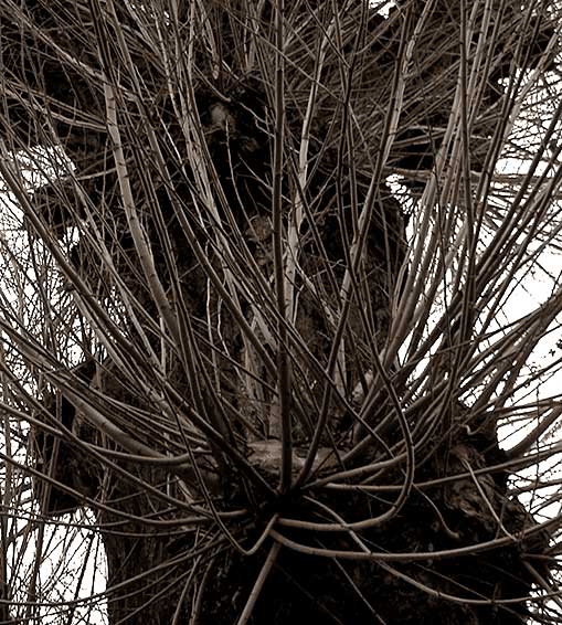 Manic Branches - click for previous