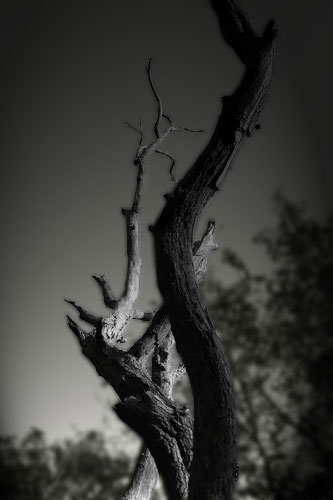 The Arms - click for previous