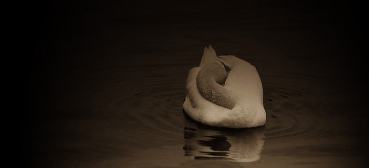 Cygne Tresse - click for previous