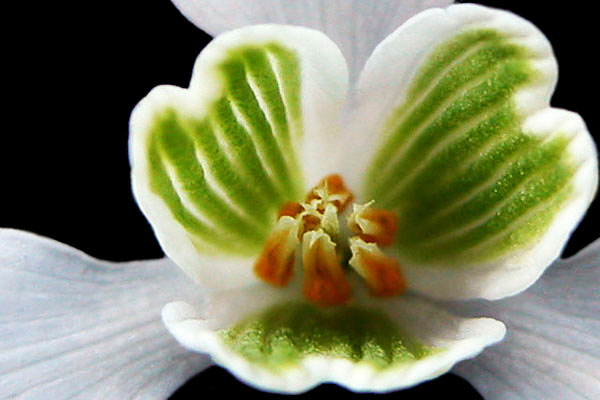 Sprung - click for previous