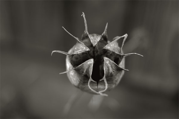 Pod - click for previous