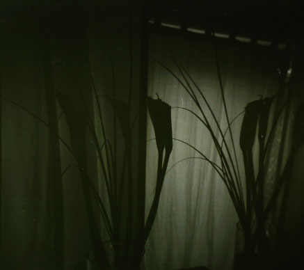 Day for Night Lillys - click for previous