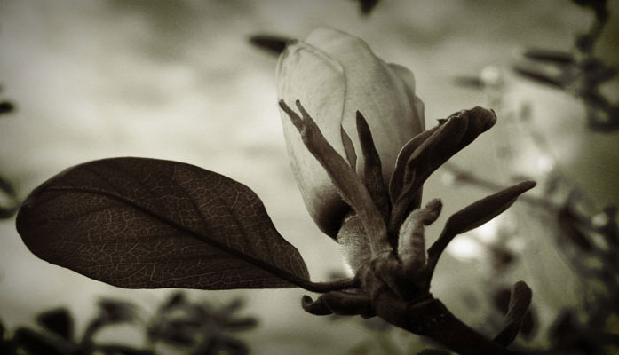 Tree Blossom - click for previous