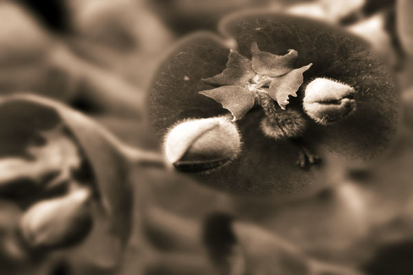 It Lives - click for previous