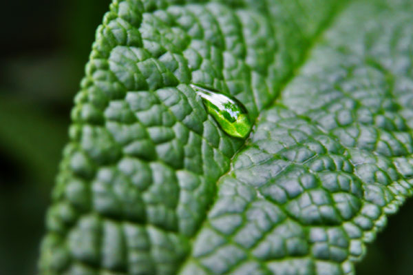 Drip - click for previous