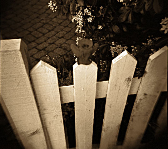Fence Kitty - click for previous