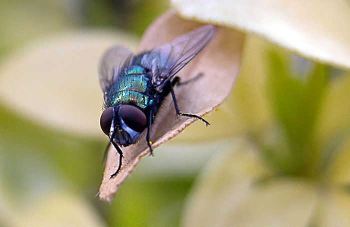 Arthropoda - click for previous