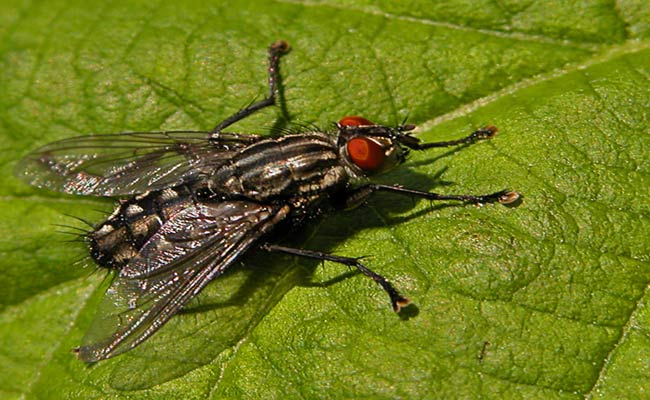 Red Peepers - click for previous