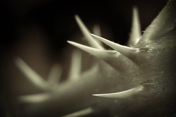 Sharp - click for previous