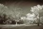 Infra Trees