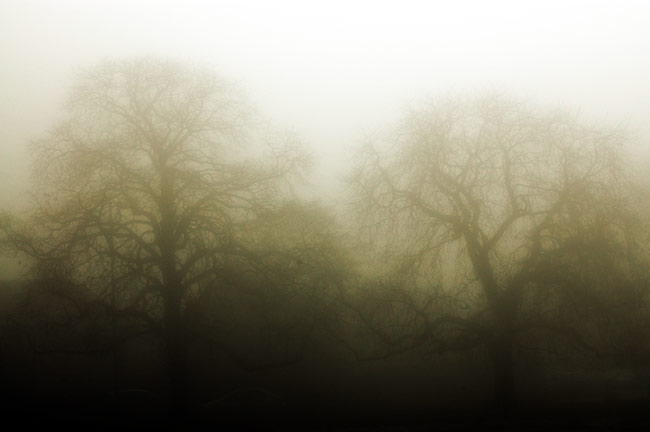 Foggy Twins - click for previous