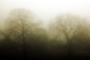 Foggy Twins